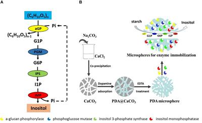 Efficient Multi-Enzymes Immobilized on Porous Microspheres for Producing Inositol From Starch